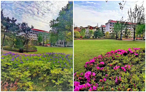 疫去花开，待你归来